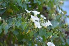 Ipomoea corymbosa