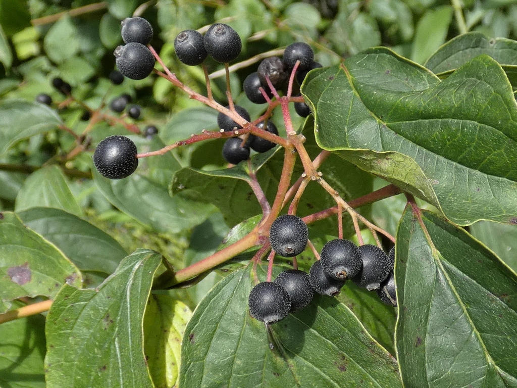 Cornus sanguinea