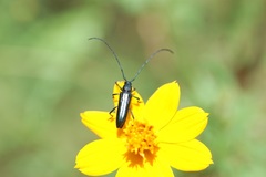 Ischnocnemis caerulescens