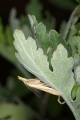 Ematheudes punctella