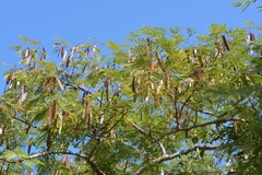 Leucaena diversifolia