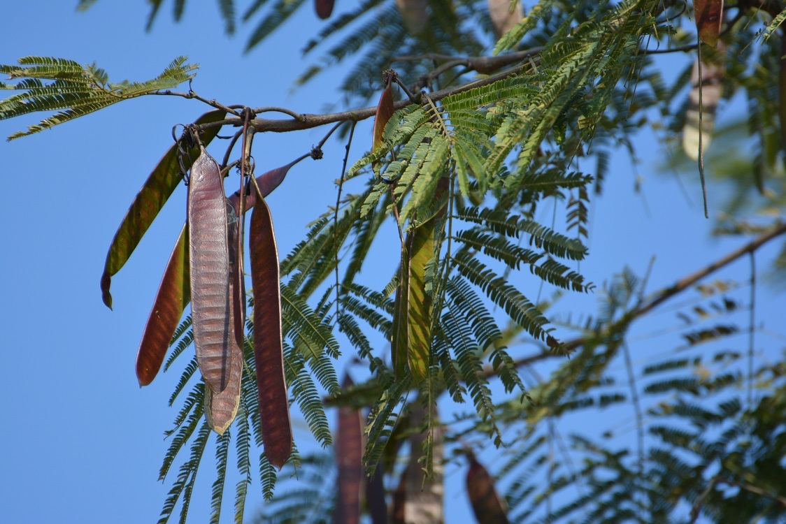 Leucaena diversifolia