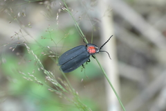 Pyrocoelia formosana