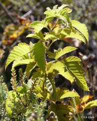 Rubus hawaiensis