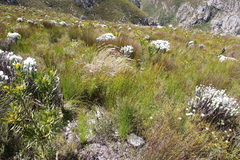 Elegia hookeriana