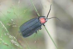 Pyrocoelia formosana