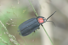 Pyrocoelia formosana