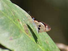 Vettius fantasos