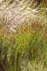 Elegia hookeriana