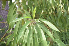 Callicarpa longissima