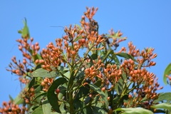Psittacanthus schiedeanus