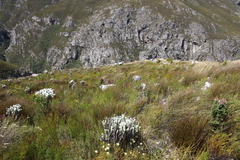 Elegia hookeriana