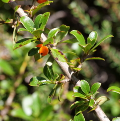 Coprosma montana