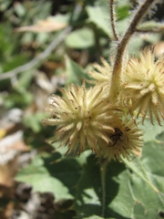 Ambrosia ilicifolia