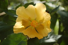 Dendrosida sharpiana