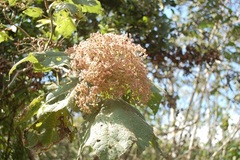 Heliocarpus