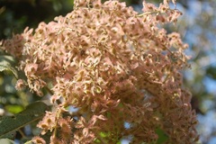 Heliocarpus