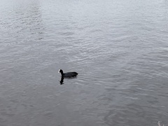 Fulica atra