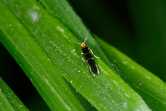 Micropterix