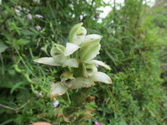 Chloraea membranacea