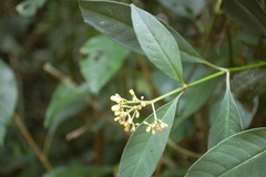 Palicourea pubescens