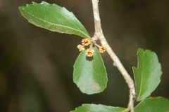 Xylosma intermedia