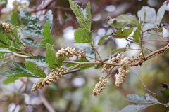 Paullinia fuscescens
