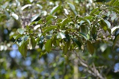 Chrysophyllum mexicanum