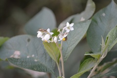 Solanum chiapasense