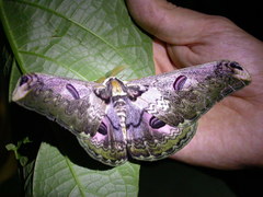 Saturnia zuleika