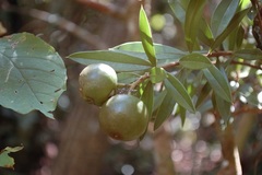 Bonellia macrocarpa macrocarpa
