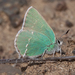 Sheridan's Hairstreak - Photo (c) Ryan Shaw, some rights reserved (CC BY-NC), uploaded by Ryan Shaw