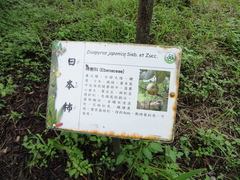 Diospyros japonica