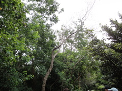 Diospyros japonica