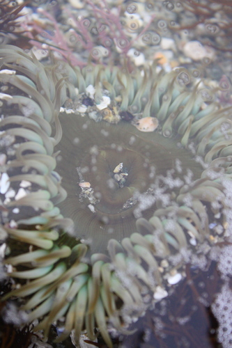 Anthopleura sola