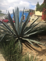 Agave