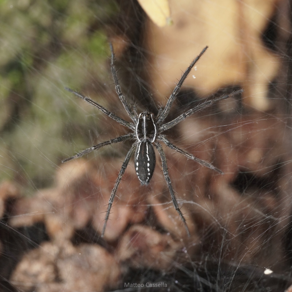 wolf spiders