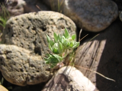 Stylocline micropoides