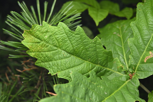 Oriental white oak (Quercus aliena)