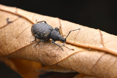 Black vine weevil