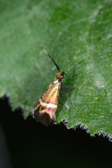 Adela australis