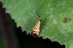 Adela australis