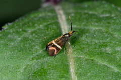 Adela australis