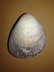 Laevicardium crassum