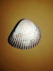 Anadara inaequivalvis