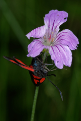 Zygaena osterodensis