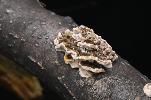 Trametes versicolor