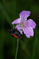 Zygaena osterodensis
