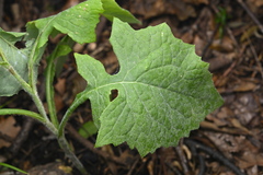 Lettuce (Lactuca raddeana)