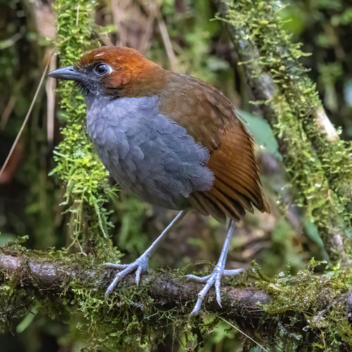 Chestnut-naped Antpitta (Grallaria nuchalis), photo 8